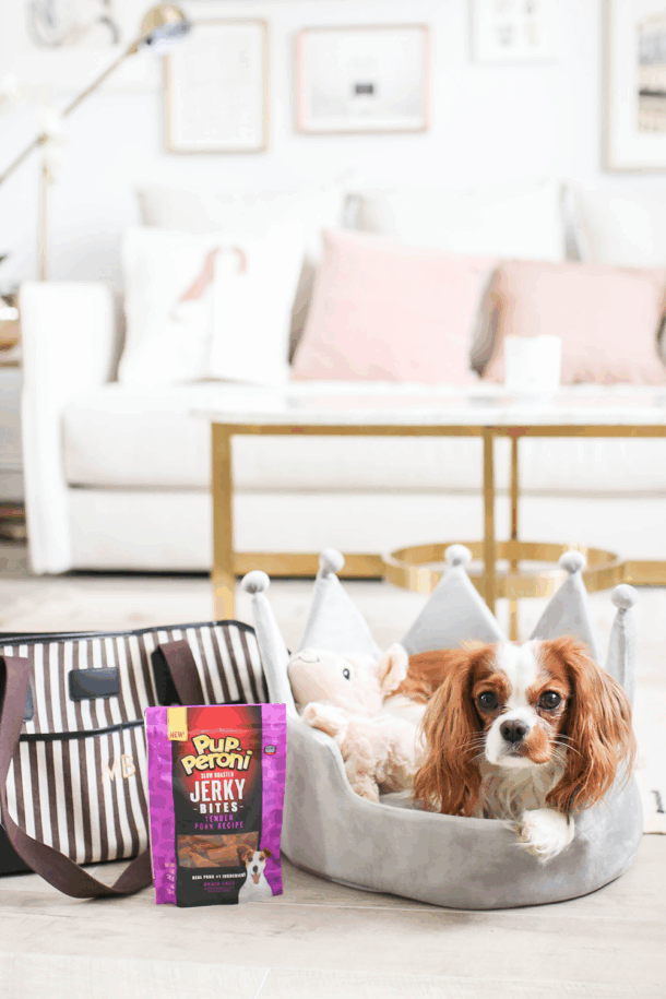 Dog Travel Tips, Traveling With Your Dog, Tips for Road Trips With Dog